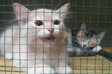 Baby Cats - Cute and Funny video