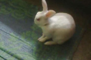 ENTERTAINMENT WITH MY  CUTE RABBIT