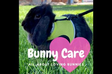 Rabbit care for beginners & watch cute bunnies play on harness. 2020