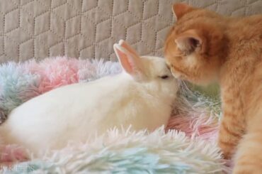 Baby Cats  –  It’s good when you have a friend   Cute kitten Kisses a Bunny