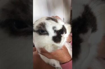 Cute Bunny