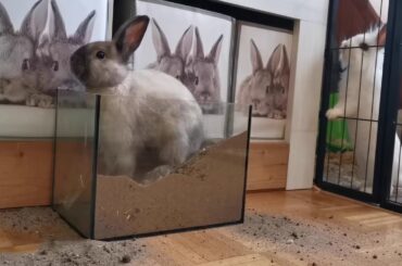 Cut and Pet Rabbits eat Vegetables and Plants