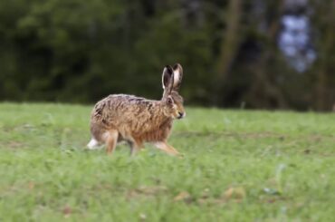 The great Wild rabbits moments By professional photography