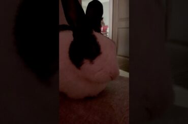 Cute Dutch bunny ASMR