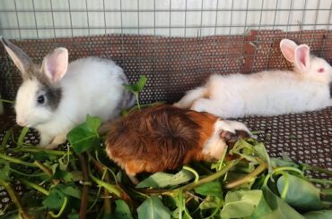 Cute Rabbits Eating - Funny and Cute Baby Bunny Rabbit Videos - Baby Animal Video Compilation 2020