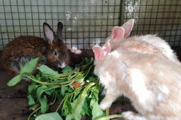 Rabbit - Funny Baby Rabbit Videos - Cute Baby Rabbits - Funny Bunny Baby Videos - Cute Bunnies Video