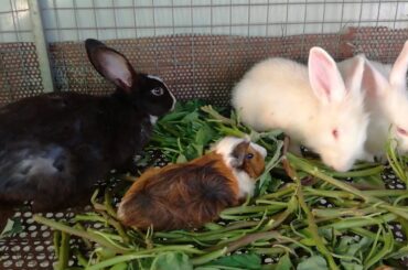 Daily Cute Rabbits Eating Vegetable - Funny Baby Bunny Rabbit Videos - Cute Rabbits Compilation 2020