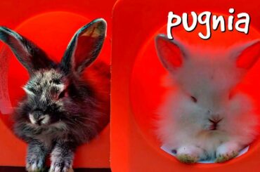 4 Bunnies Sleeping on Trampoline / Cute Little Bunny Videos / Pugnia #27