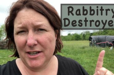 Rabbitry Destroyed and Rebuilt