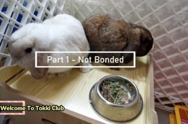 Tokki Club Cute Rabbit Video #23 - How To Bond Rabbits