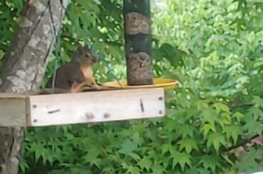 Too cute, baby squirrel in my feeders, Safe from the cats.