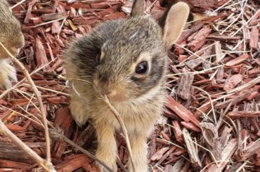Cute Rabbit Babies Playing
