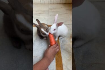 Cute bunnies shares 🥕