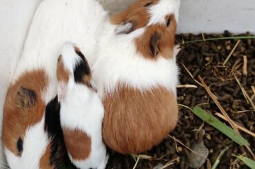 Cute rabbit & cute animals videos..