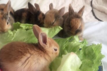 Rabbit Babies Newborn 23 Days Cutest Baby 👶 🥰