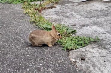 Baby bunny nom noming
