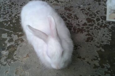 #cute #rabbit #angoora #rabbit #pet #memory