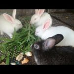 Baby Rabbit Eating Vegetables - Funny and Cute Baby Bunny Rabbit Videos - Cute Rabbits - Rabbit