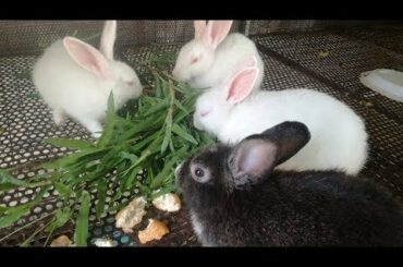 Baby Rabbit Eating Vegetables - Funny and Cute Baby Bunny Rabbit Videos - Cute Rabbits - Rabbit