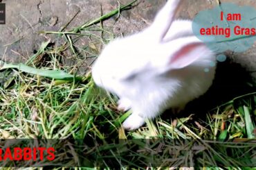 Rabbits Baby Eating Green Grass | Rabbits | Animal