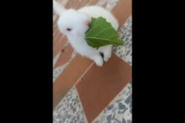 Cute rabbit ( be like rabbit eat green )