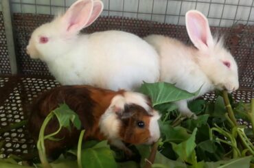 Rabbit Eating Vegetable ASMR - Funny and Cute Baby Bunny Rabbit Videos Compilation 2020 - Rabbit