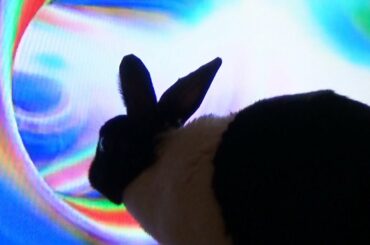 Rabbit explores wormhole