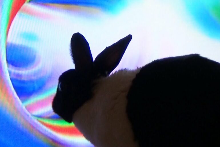 Rabbit explores wormhole