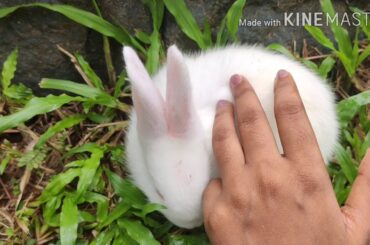 How cute  Baby rabbit plays😍🐇🤣