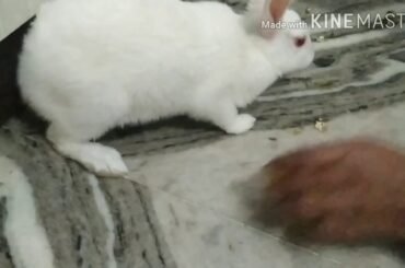 My cute rabbit || rabbit watsapp status ||