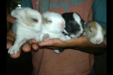 Ten Days Old Baby Bunnies || Domestic Rabbit || eyes open