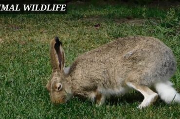 Brown Rabbit grazing the Grass short clip | cute rabbit