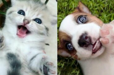 Baby Animals 🔵 Funny and Cute Baby Animals Videos Compilation (2020) Cats and Dogs Compilation #3