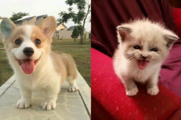 Baby Animals 🔵 Funny and Cute Baby Animals Videos Compilation (2020) Cats and Dogs Compilation #2