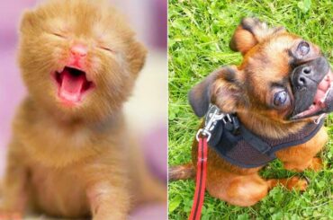 Baby Animals 🔵 Funny and Cute Baby Animals Videos Compilation (2020) Cats and Dogs Compilation #1