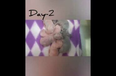 The journey of my cute little baby rabbits .Day 1to15.Very nice experience 😚🐰🐰🐰🐰🐰🐰😁