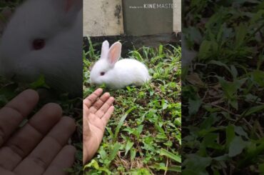 Cute Lil bunny on greens🥰🐇