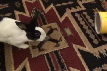 A rabbit eating some oats and spoiling his dinner 🐰🐹🦊Cute Pet Animals