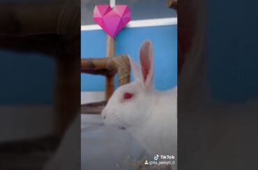 Jenny just chilling | cute pet | cute bunny