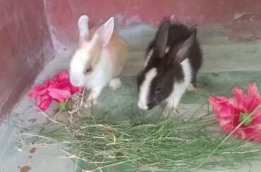 Tum Ho Khabar Aisi || Cute Rabbits Videos || Romantic scene😘