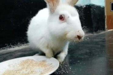 Rabbit Eating Wheat Bran ASMR | Cute Little Bunny Eating  Wheat Bran | Rabbit Eating ASMR | Part 2