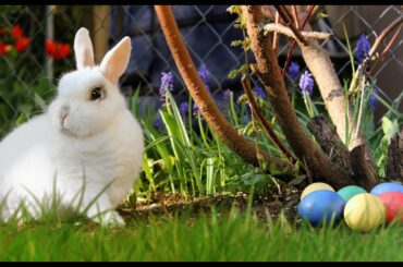 Rabbit - Bunny - Hare - Cute rabbits, bunny - Fun and play
