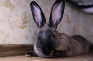 Cute Rabbit Washing Her Hands 😏