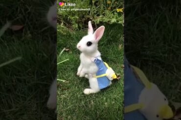 Cute  rabbit