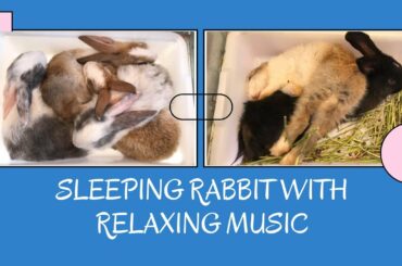 Sleeping rabbit with relaxing music - Funny Baby Rabbit Videos - Cute Baby Rabbits - Piano music
