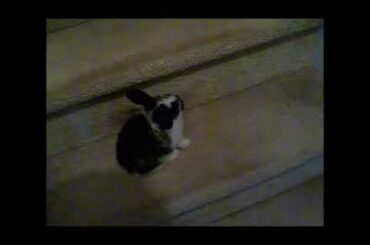 Baby Bunny Play Time Monday June 8, 2020