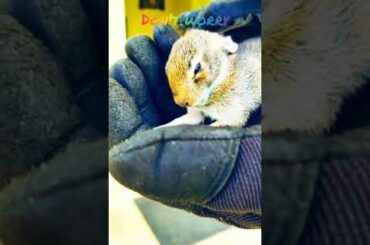 Cute Baby Bunny PART 1