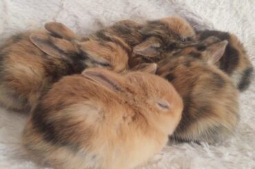 The Cutest Baby Bunnies