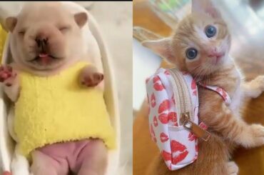 Baby Animals 🔵 Funny and Cute Baby Animals Videos Compilation (2020) Cats and Dogs Compilation #4