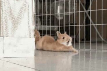 GIF + SOUND MP4  | Bunny Cute